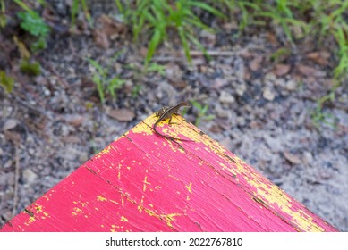 Gordon River Greenway - Gecko On A Bench