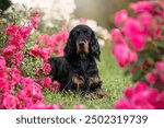 Gordon Setter dog breed in the rosses