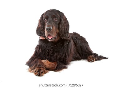 Gordon Setter dog lying down, on a white background