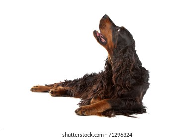 Gordon Setter dog lying and looking up, on a white background