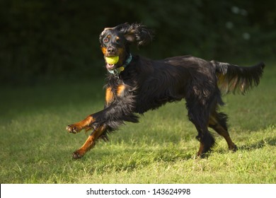 Gordon setter dog running with tennis ball in mouth.