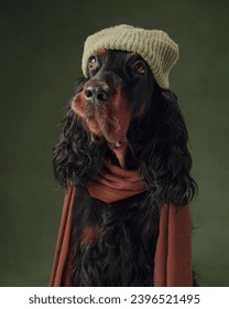 Gordon Setter dog stylishly adorned with a knitted hat and scarf gazes thoughtfully