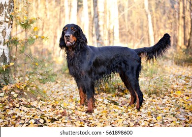 Gordon Setter hunting dog standing in the front in the autumn park