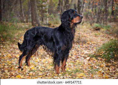 Gordon Setter hunting dog standing in the front in the autumn forest