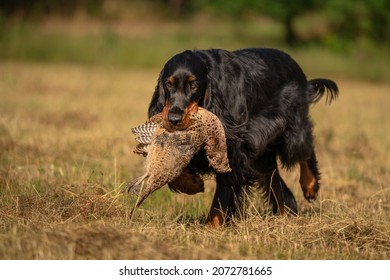gordon setter hunting the pheasant