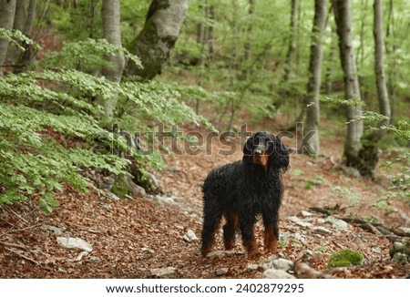 A Gordon Setter stands dog alert in a woodland trail, embodying the essence of a forest adventure.