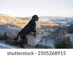 A Gordon Setter stands on a mountain path, overlooking a scenic valley in the background.