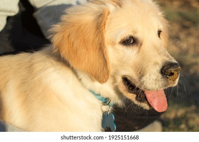 Gorgeous And Adorable Golden Retriever Puppy Dog Portrait With Dirty Dirt And Mud Nose And Open Mouth With Tongue Sticking Out In Natural Setting During Sunset