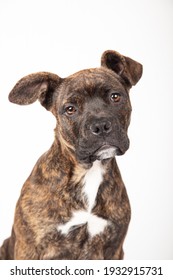 Gorgeous American Stanford Puppy Isolated On A White Background