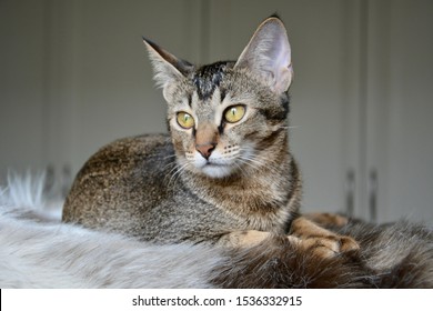 Arabian Mau Cat High Res Stock Images Shutterstock