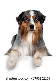 Gorgeous Australian Shepherd Dog, Laying Down With Front Paws Over Edge. Looking Towards Camera With Light Blue Eyes. Isolated On White Background.