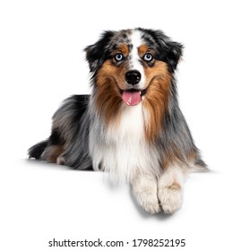 Gorgeous Australian Shepherd Dog, Laying Down With Front Paws Over Edge. Looking Towards Camera With Light Blue Eyes. Isolated On White Background.