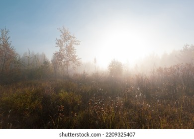 The gorgeous autumn misty sunrise scene on the wetland. Foggy morning at scenic high grass copse. - Shutterstock ID 2209325407
