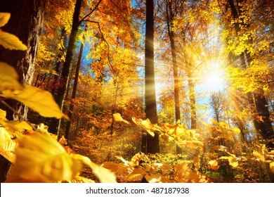 Gorgeous autumn scenery in a forest, with the sun casting beautiful rays of light through the yellow foliage