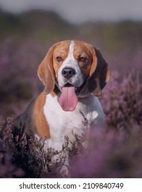 Gorgeous beagle sitting in purple calluna flowers. Purebred dog with tongue out. Dog in the New Forest National Park. Brown-eyed beagle. Red and white dog in nature. Beautiful dog portrait. 