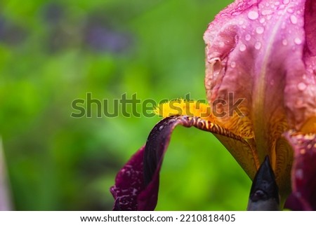 Gorgeous beautiful juicy violet and magenta iris flower with a blurry background in  green tones. Close up of bud, stamens. Rose, lily in a flower bed in the countryside. Nice rain drops on the flower