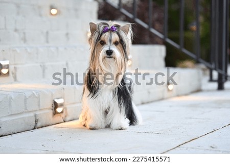 Gorgeous Biewer Yorkshire Terrier  with black white and gold hair. Outdoor patio background.