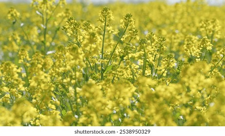 Gorgeous Big Field Planted With Numerous Yellow Flowers. Blooming Field On A Sunny Day. Yellow Flower Blossom Agriculture Field. - Powered by Shutterstock