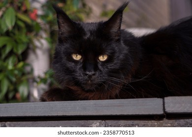 Gorgeous black Maine Coon tomcat with stunning bright yellow eyes.