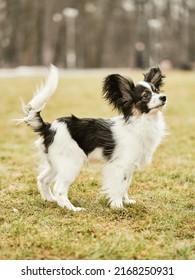 Gorgeous black and white papillon dog standing on the grass          