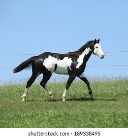 2,492 Piebald Horse Images, Stock Photos & Vectors 