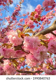 Gorgeous Blooming Brunch Of Sakura In The Bronx Neighborhood Of New York. 