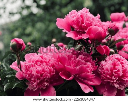 Gorgeous blooming pink peonies in the garden. Postcard. The concept of amazing blooming flowers. Peonies in bloom. 