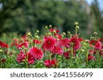 Gorgeous blooming pink, red dahlias in a field at the Swan Island Dahlia Festival in Canby, Oregon