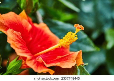 Gorgeous blossoming tropical red hibiscus flower with orant tipped petals and yellow pistil