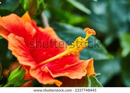 Gorgeous blossoming tropical red hibiscus flower with orant tipped petals and yellow pistil