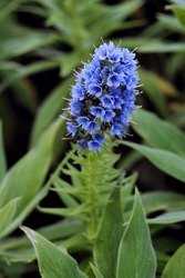Gorgeous Blue Blossoms Of The Pride Of Madeira Flower. Echium Candicans Pride Of Madeira Blue Flower Spike In A Garden With A Natural Green Background. Close Up Of A Blue Flower Of Echium Hierrense
