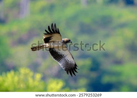 A gorgeous booted Eagle flying, with beautiful wingspread 