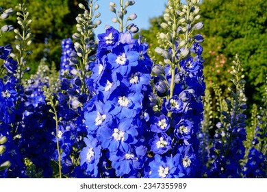 gorgeous bright blue delphinium flowers in the summer garden on a warm sunny day in Augsburg, Bavaria, Germany