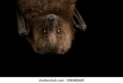 Gorgeous Brown Bat with Big Eyes Hanging Upside Down close up on Black Background - Shutterstock ID 1980480689