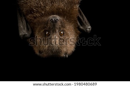 Gorgeous Brown Bat with Big Eyes Hanging Upside Down close up on Black Background