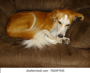 Gorgeous Brown And White Saluki Mix Desert Dog Lying On Couch