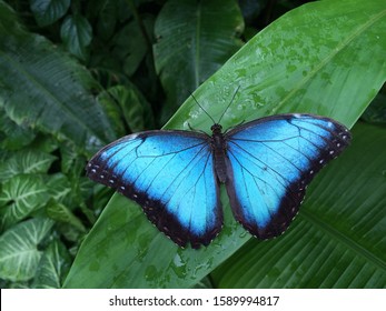 Gorgeous butterfly on a leaf  - Shutterstock ID 1589994817