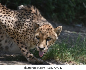 Gorgeous cheetah cat with his tongue sticking out slightly.