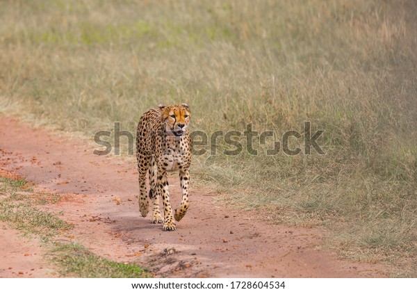 Gorgeous cheetah family. Predators walk freely on\
the car tracks of the savannah. Kenya, Masai Mara Park. Jeep -\
safari in the African savannah. Concept of exotic, extreme and\
photo tourism