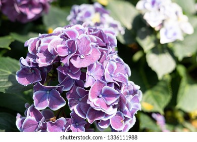 gorgeous colorful blooming flower hydrangea from fresh garden for delighted and attractive environment.   - Shutterstock ID 1336111988