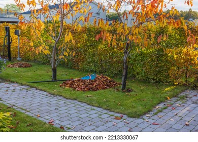 Gorgeous   Colorful View Of Gathered Fallen Leaves Under Cherry Tree On Front Yard. Sweden. 