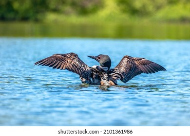 A gorgeous common loon lifting up out of a large lake in the north country. It was spreading its wings and its head is covered with water droplets from a recent dive. A wonderful wilderness sight!