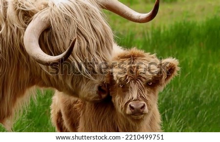 Gorgeous couple daddy bull and his cub gently touch their heads close-up