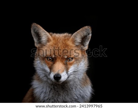 Gorgeous cute fox looks ahead with her cunning eyes close-up