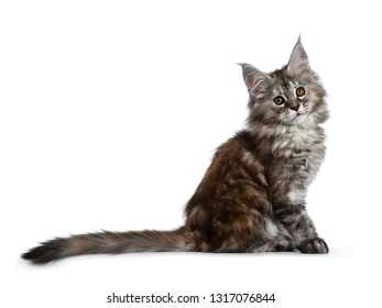 41 423 Maine Coon Kitten Images Stock Photos Vectors Shutterstock