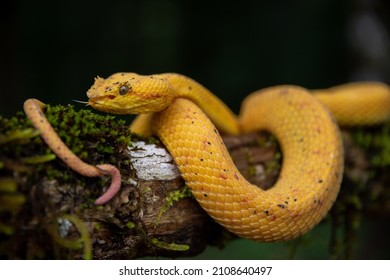 511 Bothriechis schlegelii Images, Stock Photos & Vectors | Shutterstock