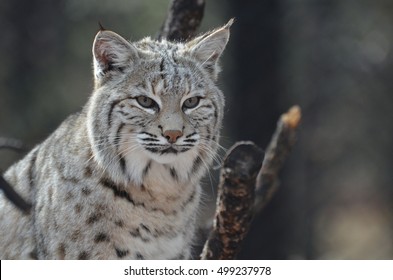 Gorgeous face of a Canadian Lynx Cat.