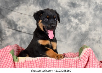 Gorgeous Fat Cute Rottweiler Puppies With Tongues Sticking Out, Not Sure Of Whats Happening.