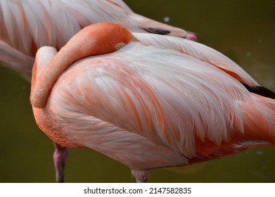 Gorgeous flamingos in 4k super high definition