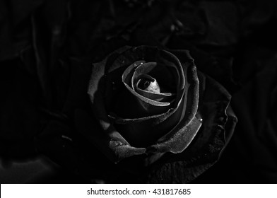 606,785 Rose on black Images, Stock Photos & Vectors | Shutterstock